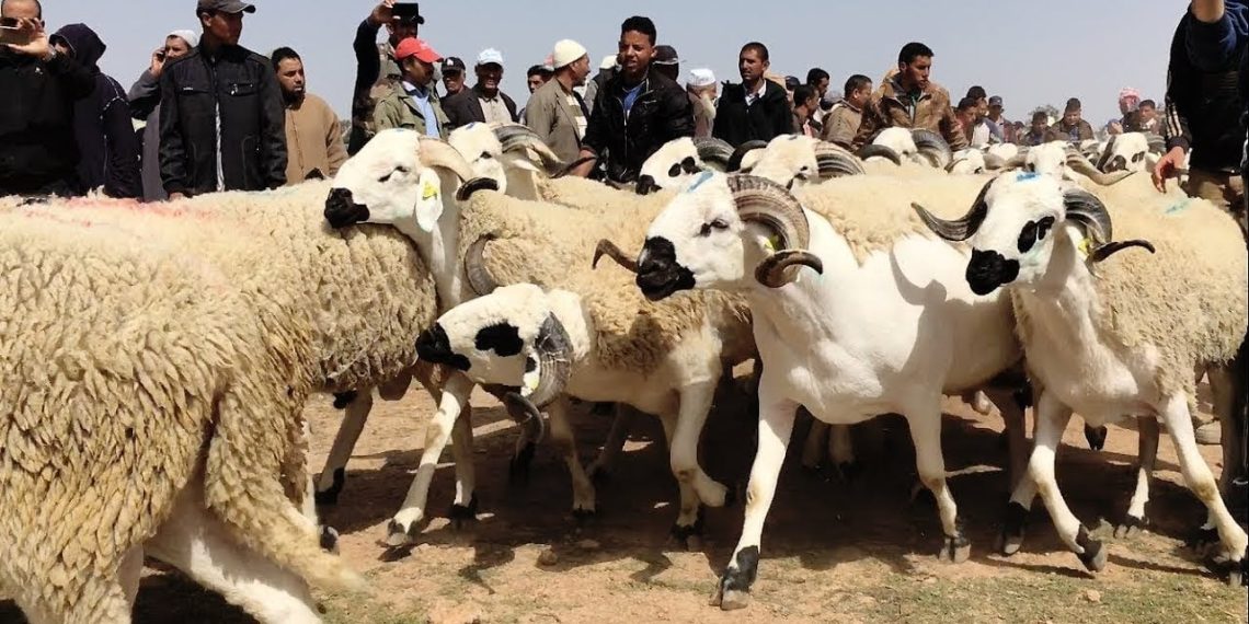 عيد الأضحى.. عرض وفير ومتنوع من الأضاحي بجهة كلميم وادنون