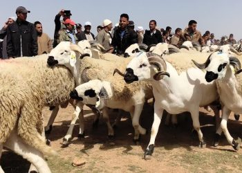 عيد الأضحى.. عرض وفير ومتنوع من الأضاحي بجهة كلميم وادنون
