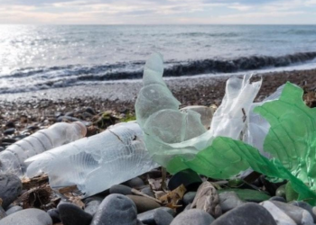 حملة "بحر بلا بلاستيك 2024" تصل إلى محطتها الأخيرة بجهة الداخلة وادي الذهب