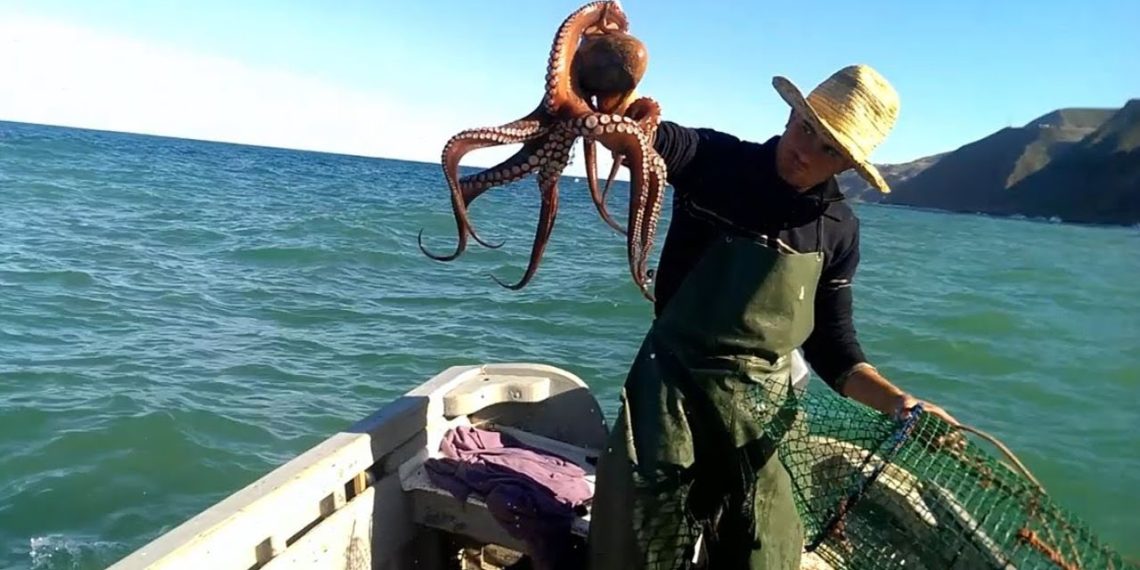 La pêche au poulpe