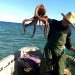 La pêche au poulpe