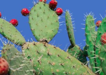 كلميم وادنون: "الجيل الأخضر" يعطي زخما لتثمين سلسلة الصبار ومقاومة آفة الحشرة القرمزية